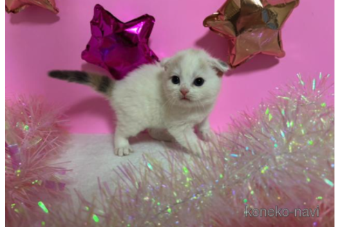 成約済の大阪府のスコティッシュフォールド-68373の4枚目